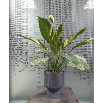 Кашпо пластм. "Бекер" 4,6л d верха 205мм h 240мм с поддоном Антрацит 5 0799 PL *1/4