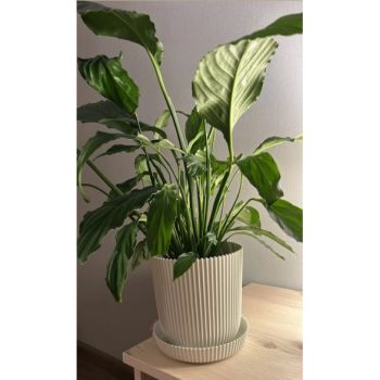 Кашпо пластм. "Gaufre" 1,4л d верха 135мм h135мм с поддоном Латте 802--42 (Tek.A.Tek) *1/30