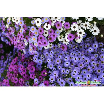 Семена Брахикома Лебединое озеро смесь  0,1гр Русский огород *10/200