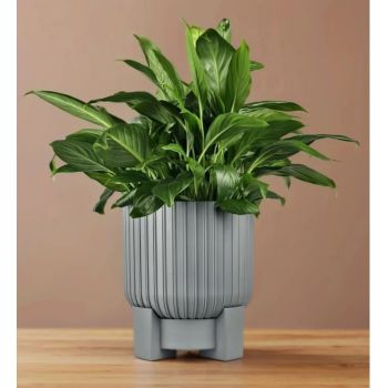 Кашпо пластм. "Торин" 5,2л d верха 205мм h 205мм с поддоном Серый 5 0806 PL *1/4