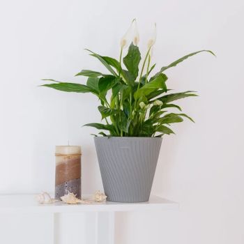 Кашпо пластм. "Луи" 2,7л d верха 180мм h166мм со вставкой Серый AML-2,7-03 ("VipSet") *1/12