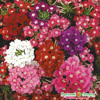 Семена Вербена Идеал смесь  0,2гр Русский огород *10/200