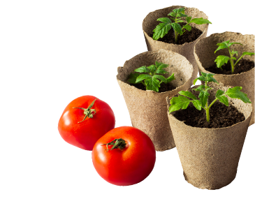 Всё для рассады