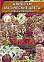 Семена Алиссум Магические цвета однолетний смесь 0,1-0,03гр Аэлита цв *10/200