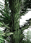 Елка  искусственная "Уральская" 1,8м *1/15