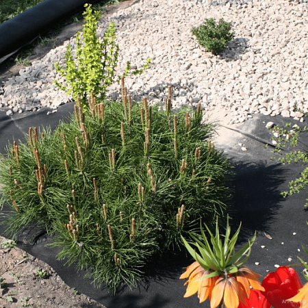 Геотекстиль нетканый Черный пл.120г/кв.м, шир.0,8м, дл.12м, в пакете "Агротекс" *1/12