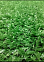 Искусственная трава 10мм - ширина 2,0 м рулон *60кв