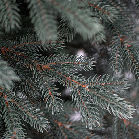 Елка  искусственная пластиковая "Тобольская" голубая 1,8м литая *1/30