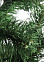 Елка  искусственная "Уральская" 1,8м *1/15