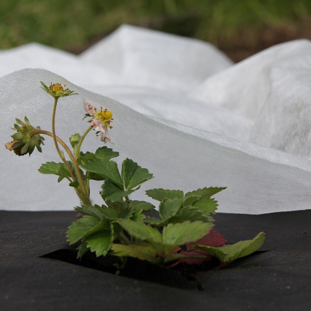 Укрывной материал Белый пл.40г/кв.м, шир.1,6м, в Рулоне 500п.м. "Агроспантекс" *500